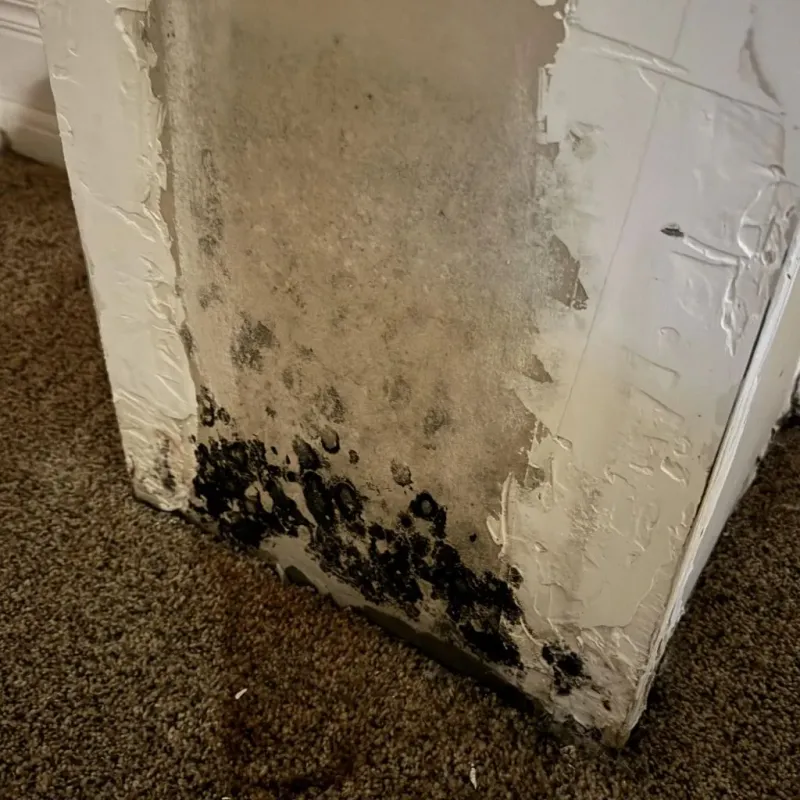 Professional Mold Removal in Stanton County, NE